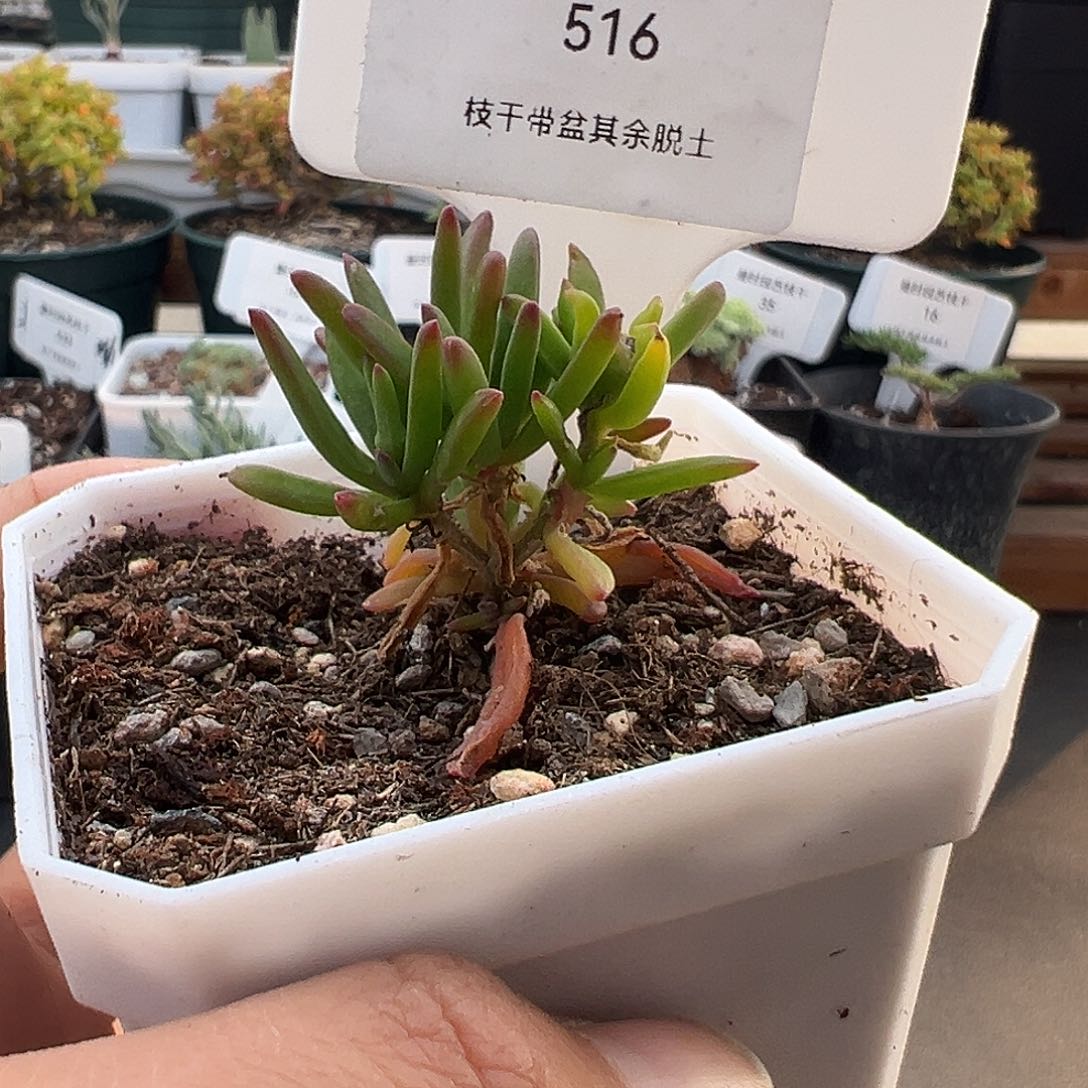 516号冰花12.11多肉