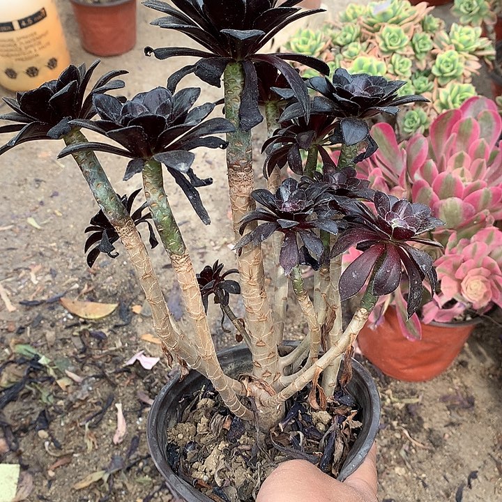 351魔法师多肉植物