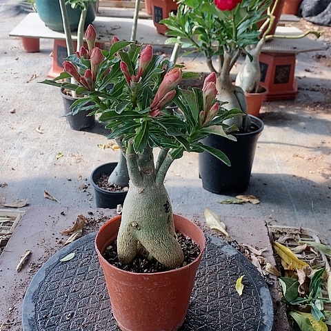 【闪购商品】无花朵子****岁