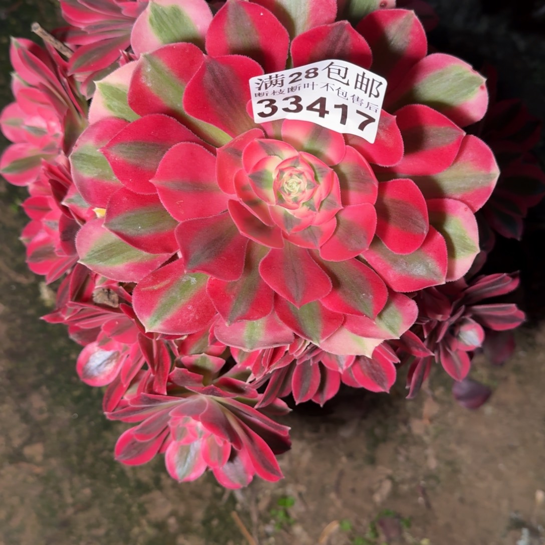 33417女巫多肉植物