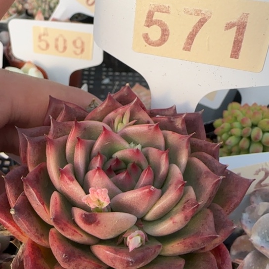 571 一物一拍多肉