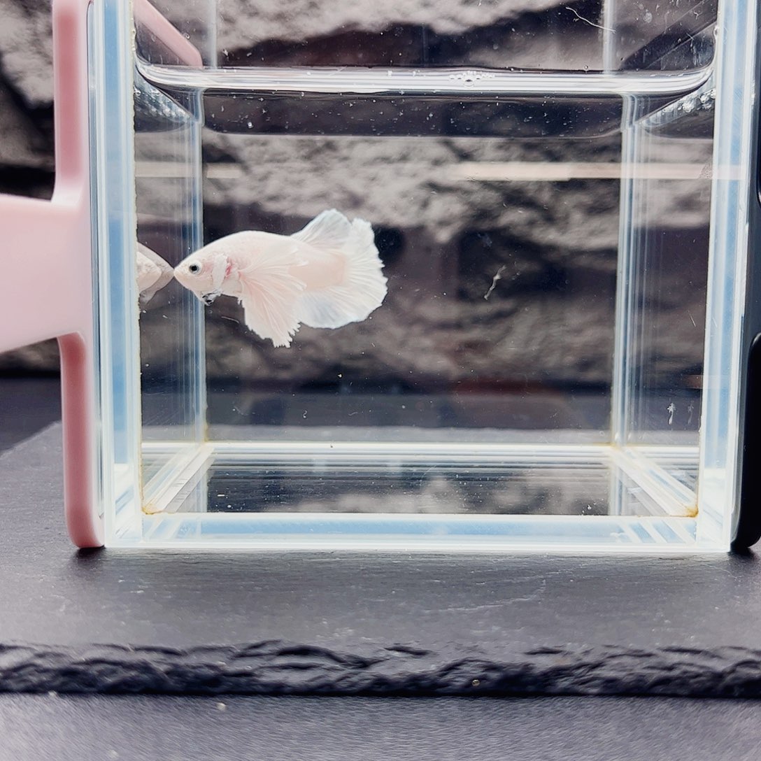 海水鱼宙斯09-22竞拍