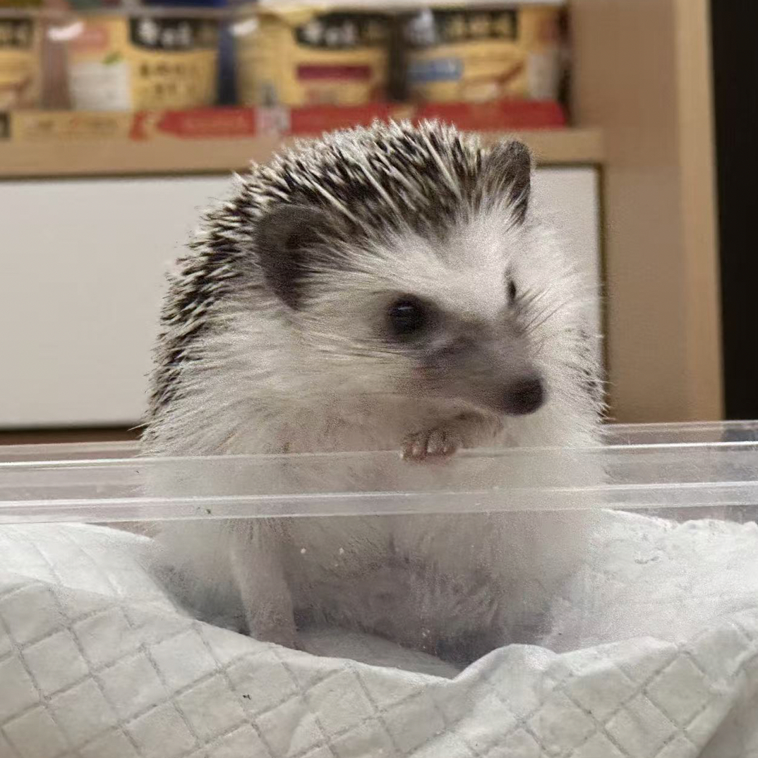 非洲刺猬专用全价主粮含维生素适合全龄阶段小宠食物小宠物零食