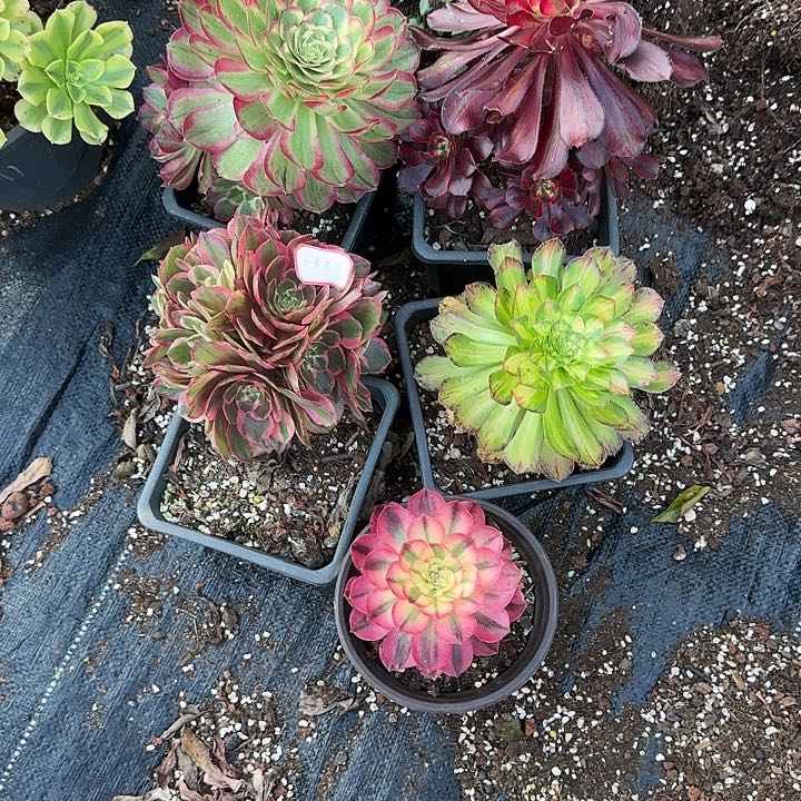 5颗多肉植物00325