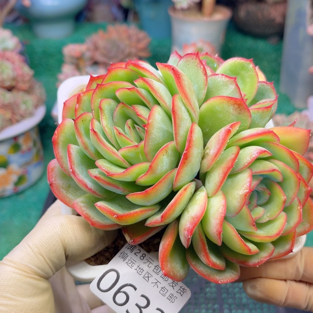 大0633/）d h c nv n n m