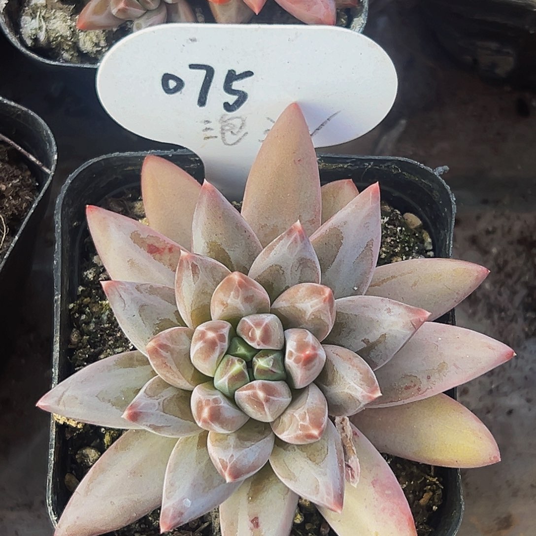 桔云多肉美人精品系列