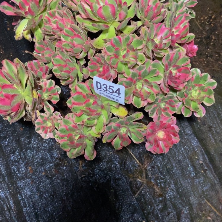 【闪购商品】?**煜354多肉