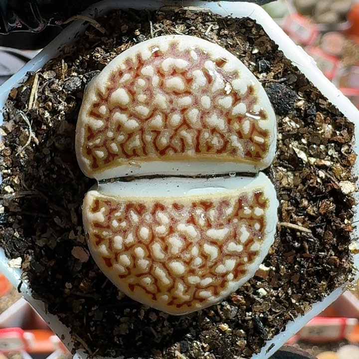 吴*蝎生石花111111111。    299