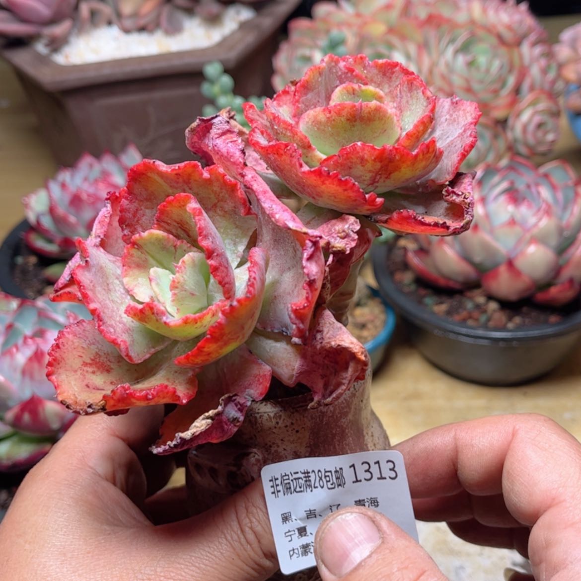 【闪购商品】1313红裙