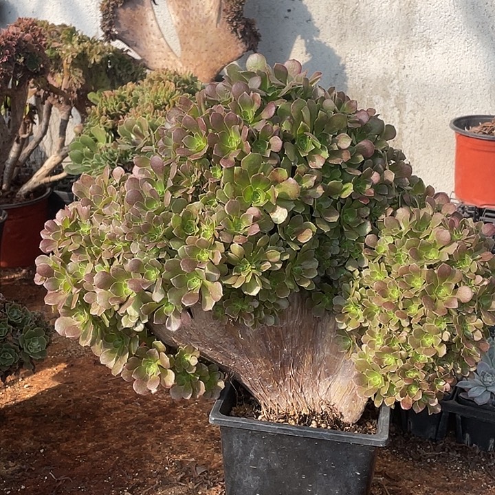 B155玫瑰缀化自然朵朵脱土包邮