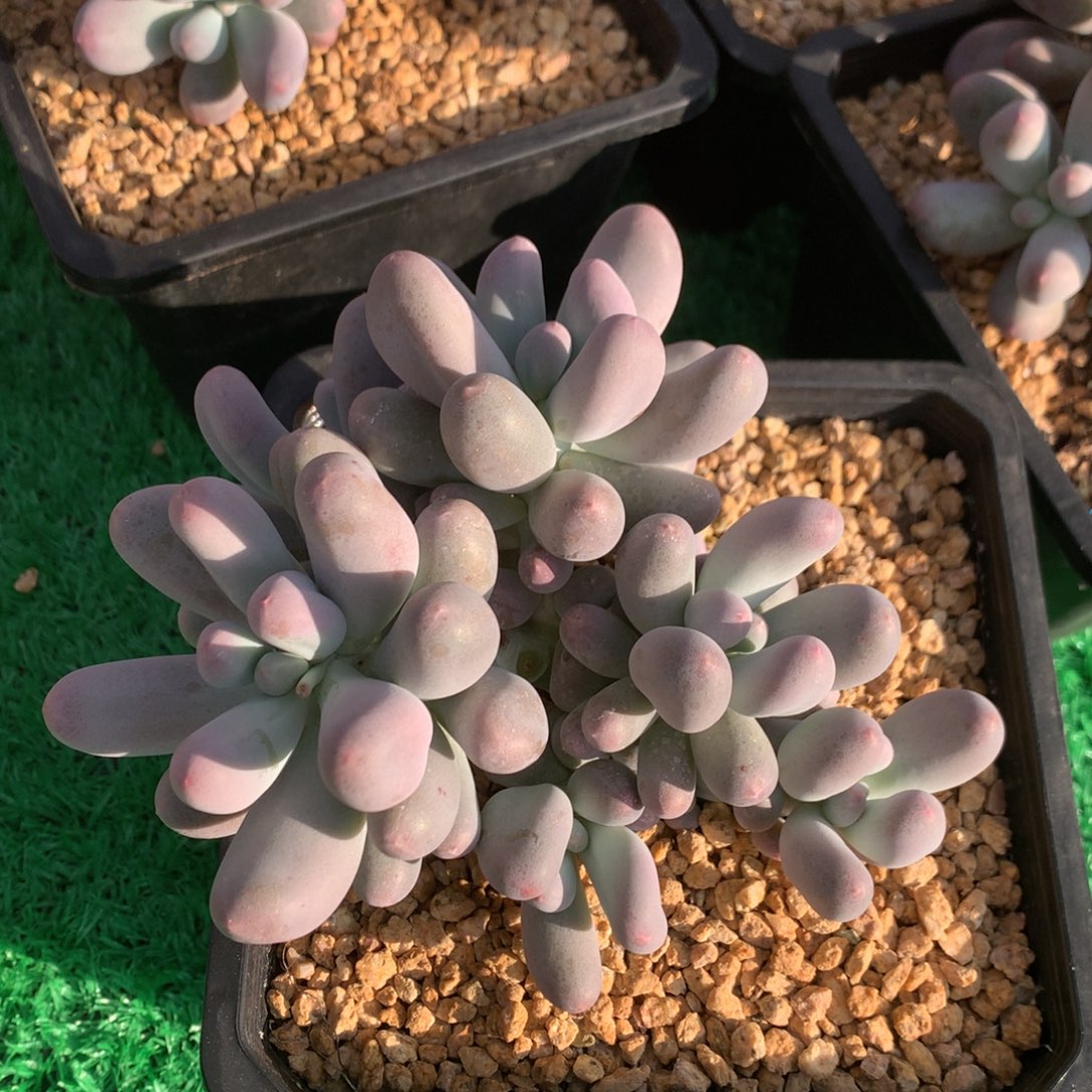 米可奶无砍老桩一物一拍