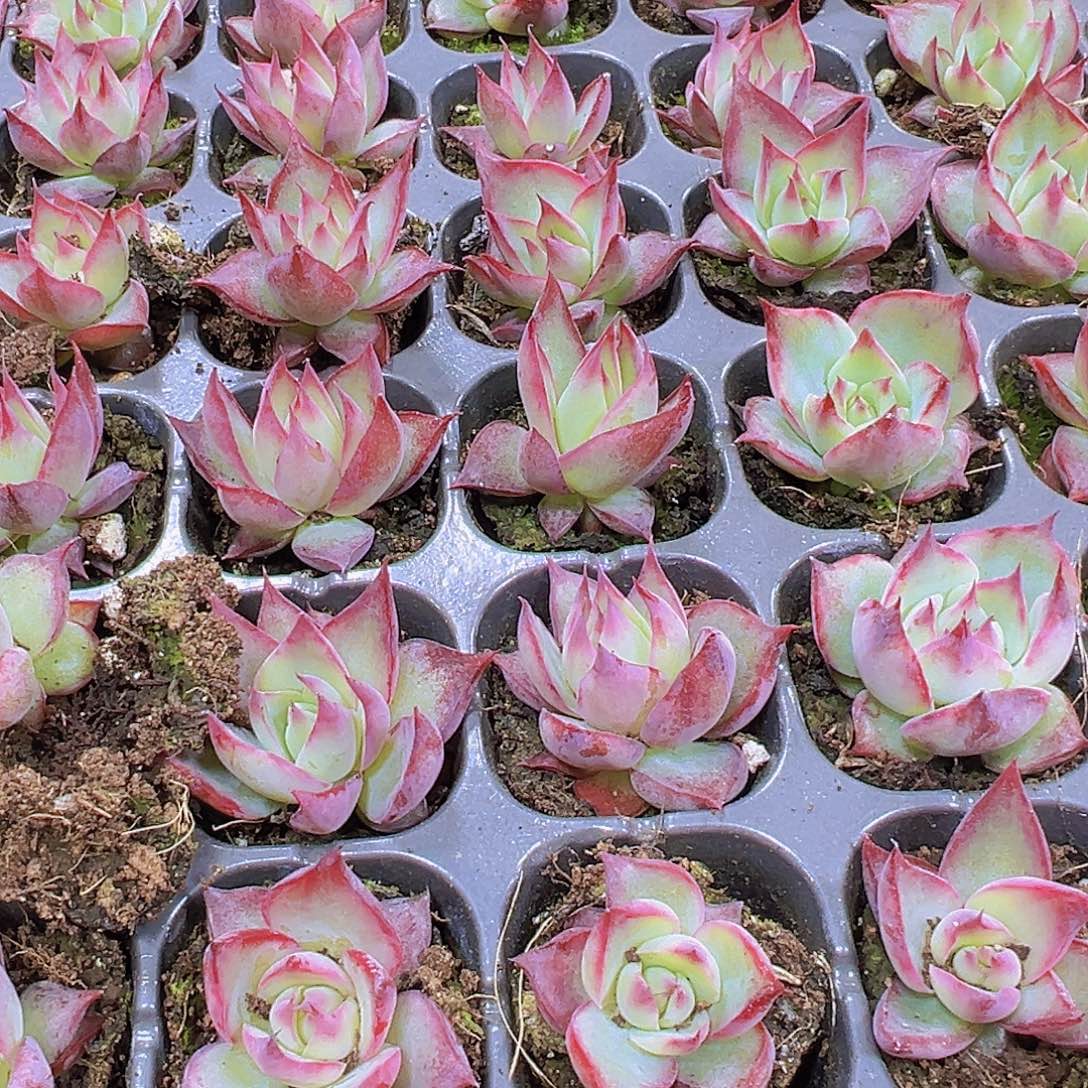 窄叶惊鸿4个19包邮