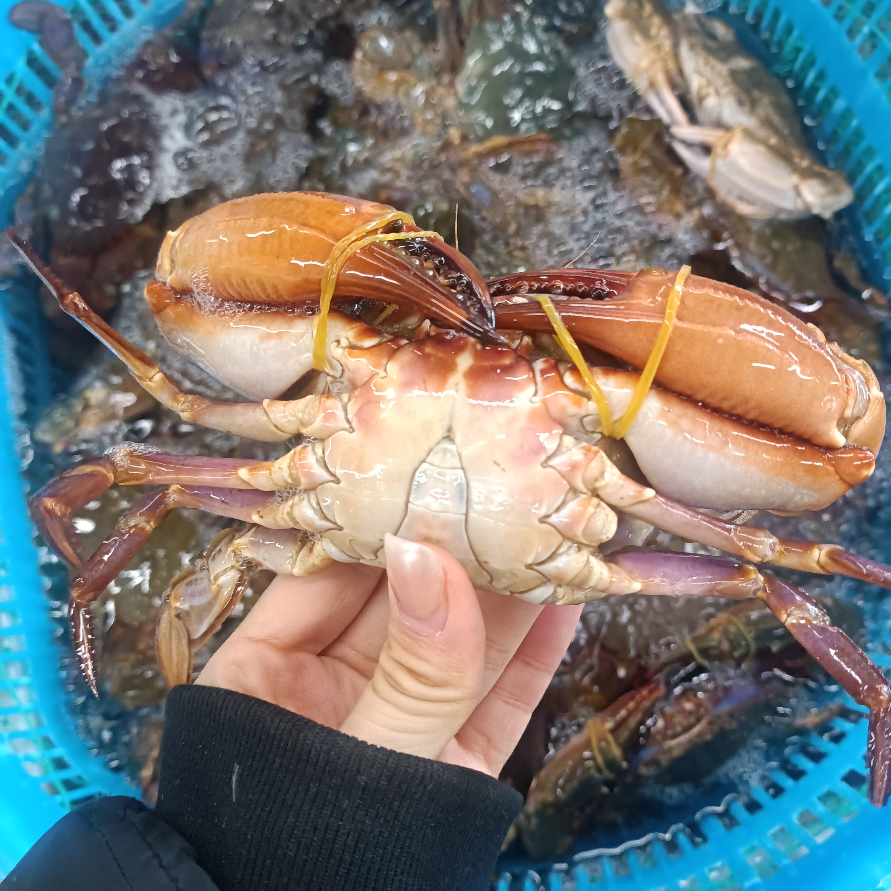 海虹蟹3斤装保鲜不保活