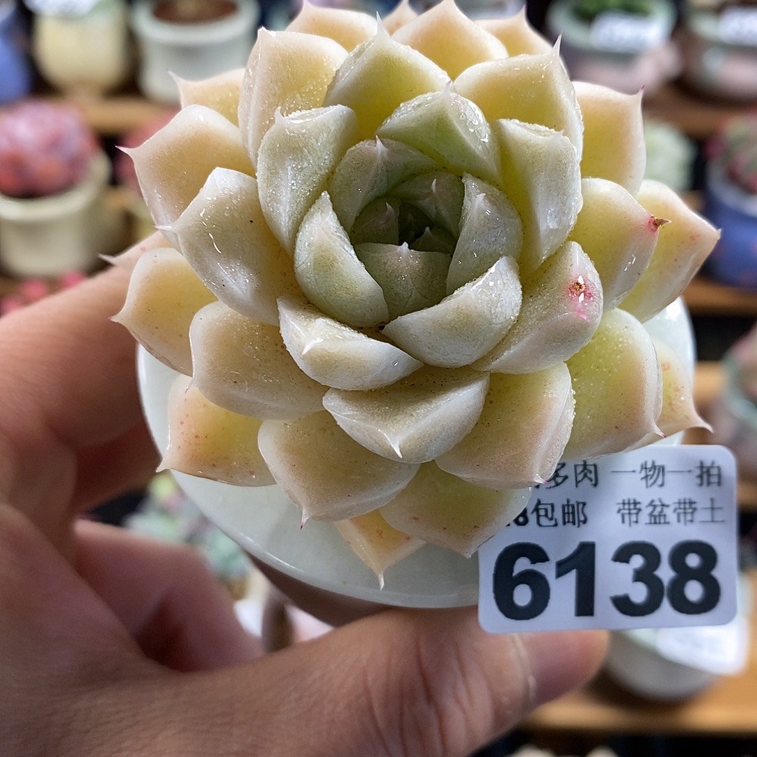 精控多肉植物6138