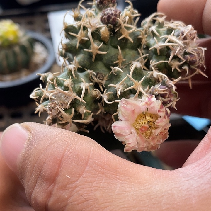 仙人球343号球飞鸟