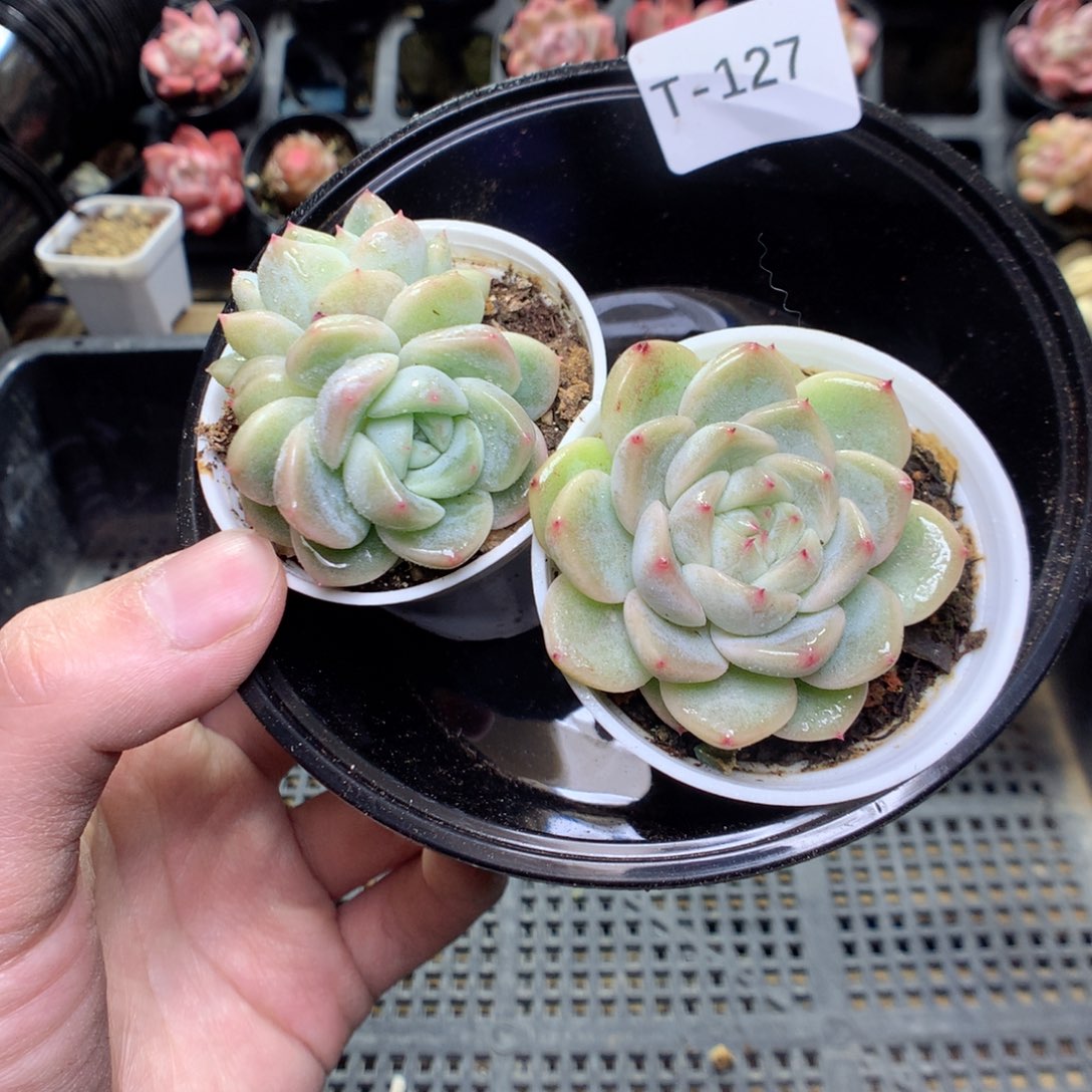 T127y y y y y y y y y y y