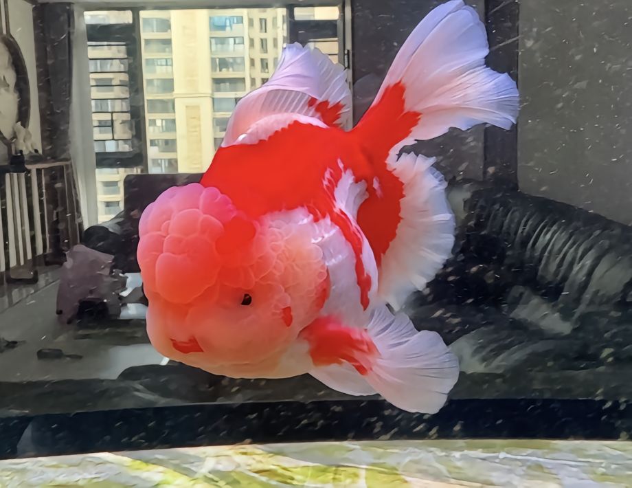 70-121一物一拍）百褶泰狮花色多样好养耐活的观赏鱼冷水淡水鱼