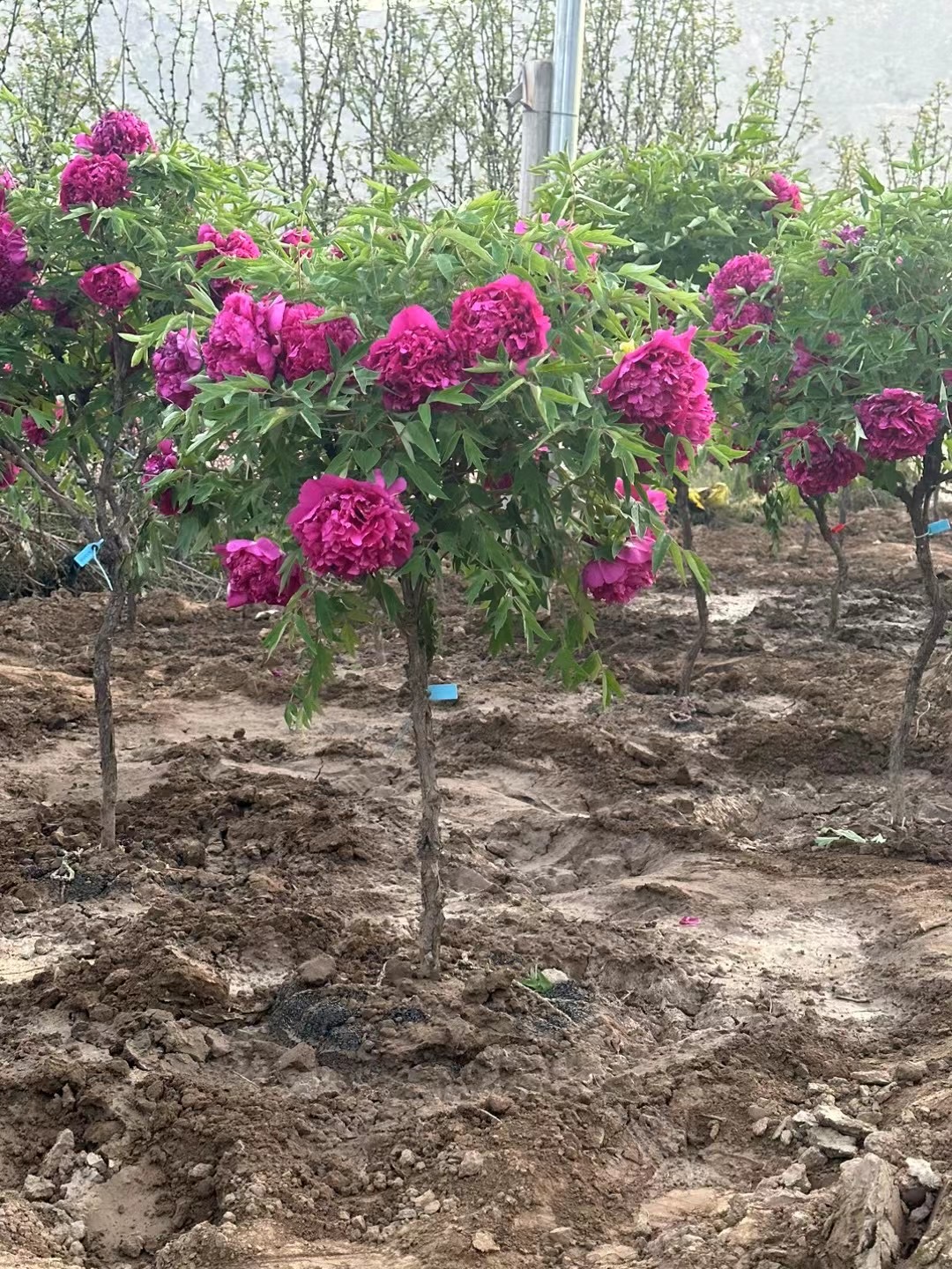 国花牡丹音乐节百花之王紫薇花树木棉树石楠花蚂蝗夹竹桃山蚂蝗
