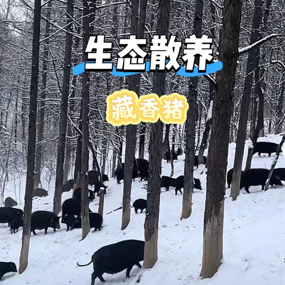 【改价链接】深山放养跑山猪藏香猪 正宗黑毛土猪肉 现称为准