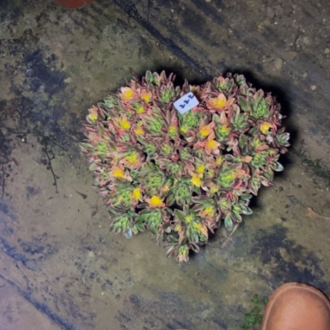 甜茶多肉造型桩多肉222多肉不包断