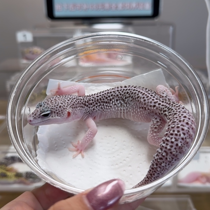 豹纹守宫银河弟弟