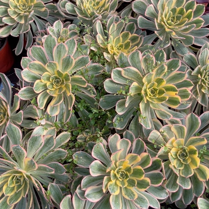 灿烂红盆多肉植物