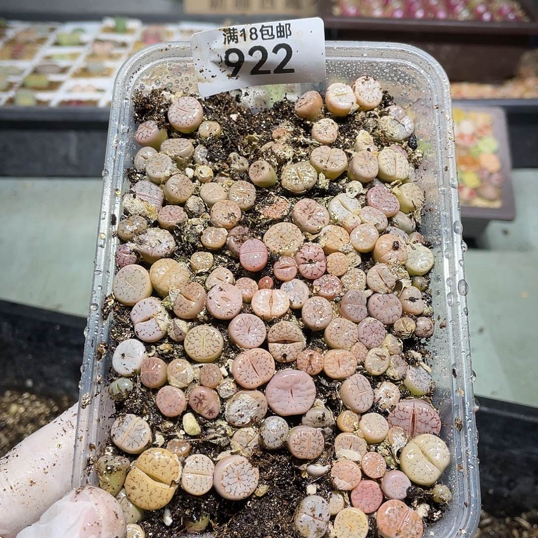 922当天凑满十八元包邮生石花