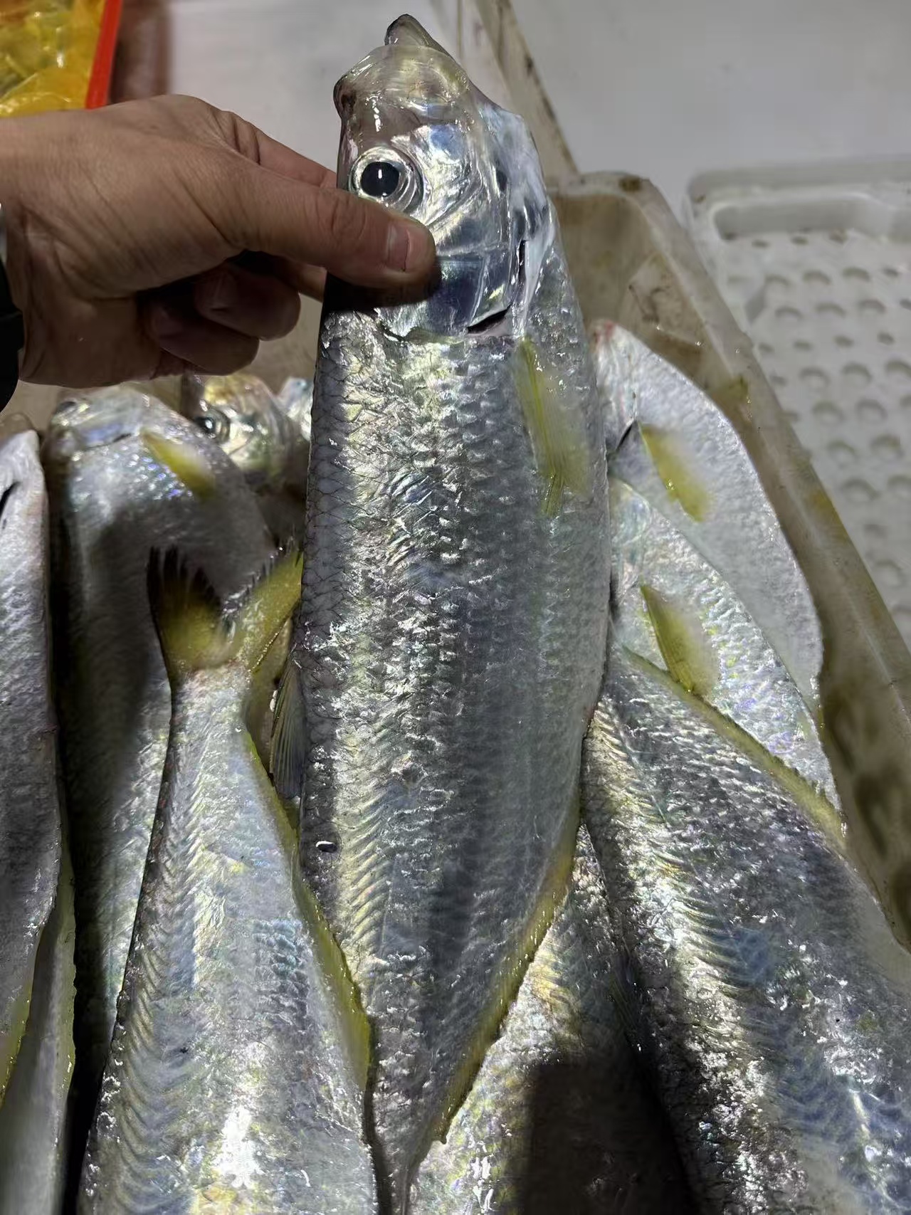 【冰鲜】宁波 小朱领鲜   鳓鱼   3条/份