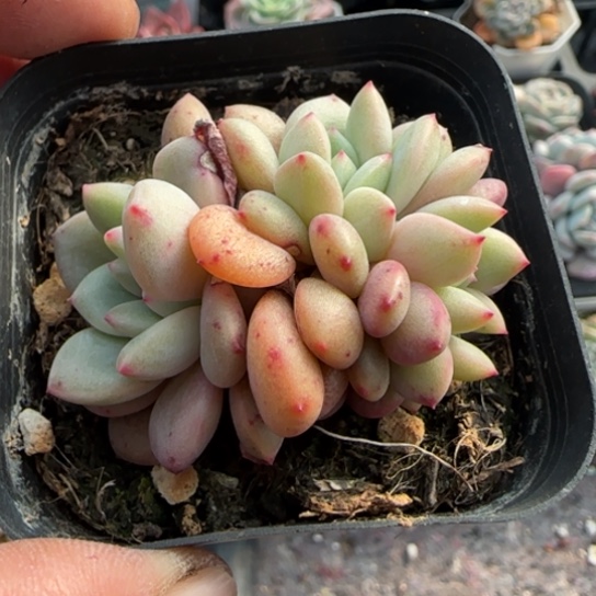 235凌雪缀多肉植物多