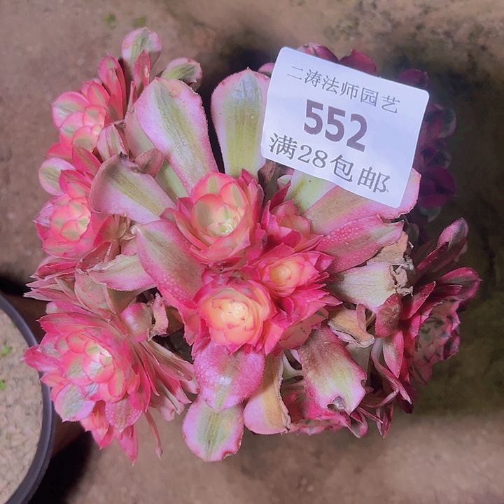 552荔枝多肉植物老桩