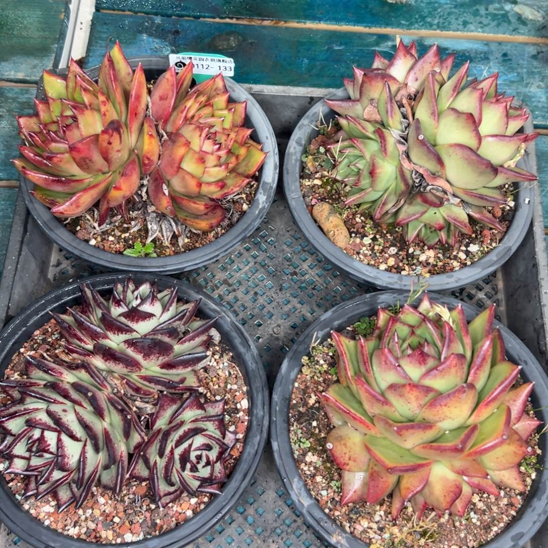 多肉一物一拍0112.133