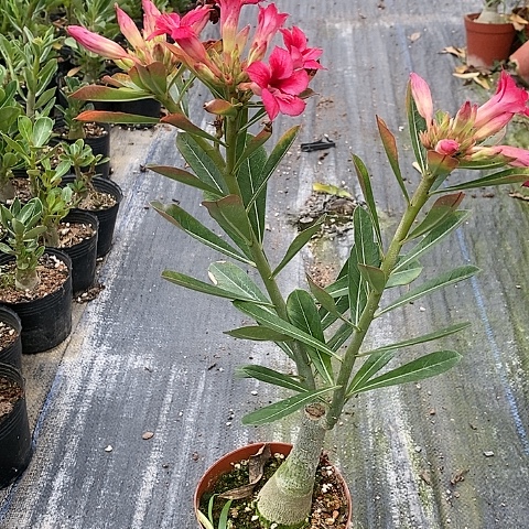 【闪购商品】一**茶绿植