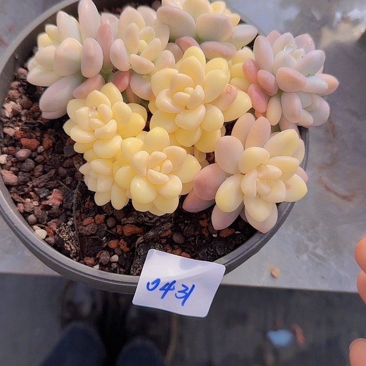 0431洛神锦多肉植物