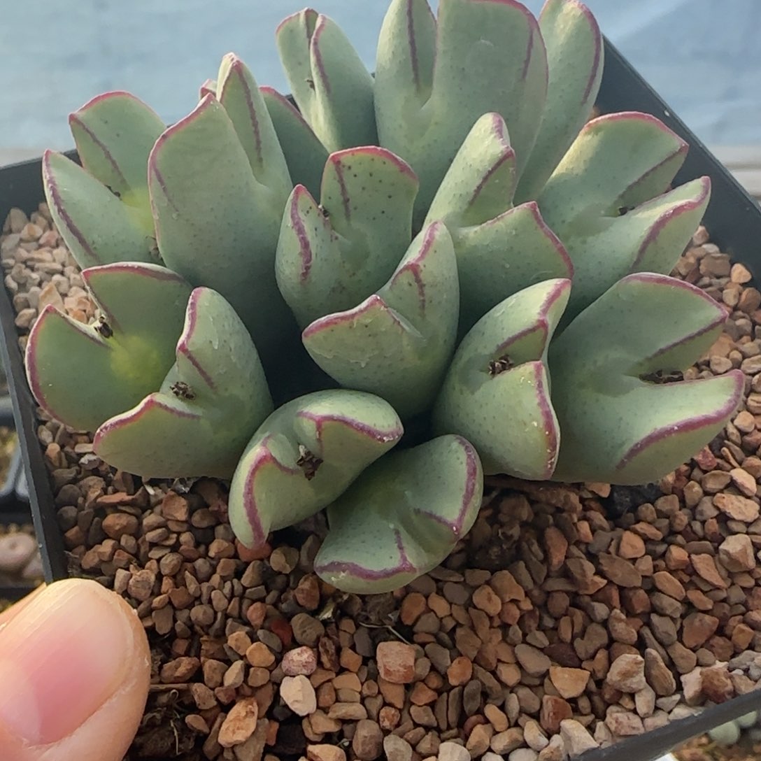 1.27多肉大群腹轮将一群70号