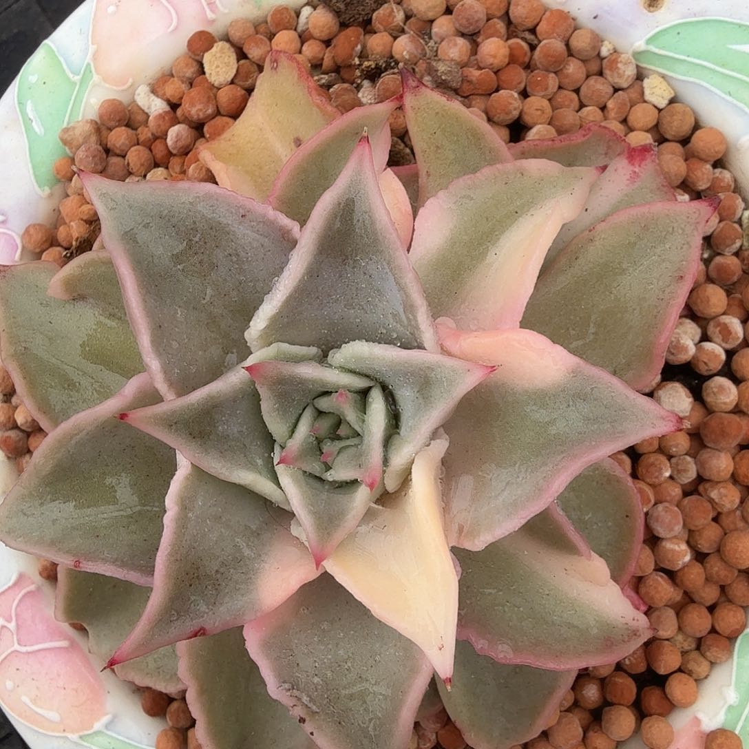 饺子皮锦，多肉植物