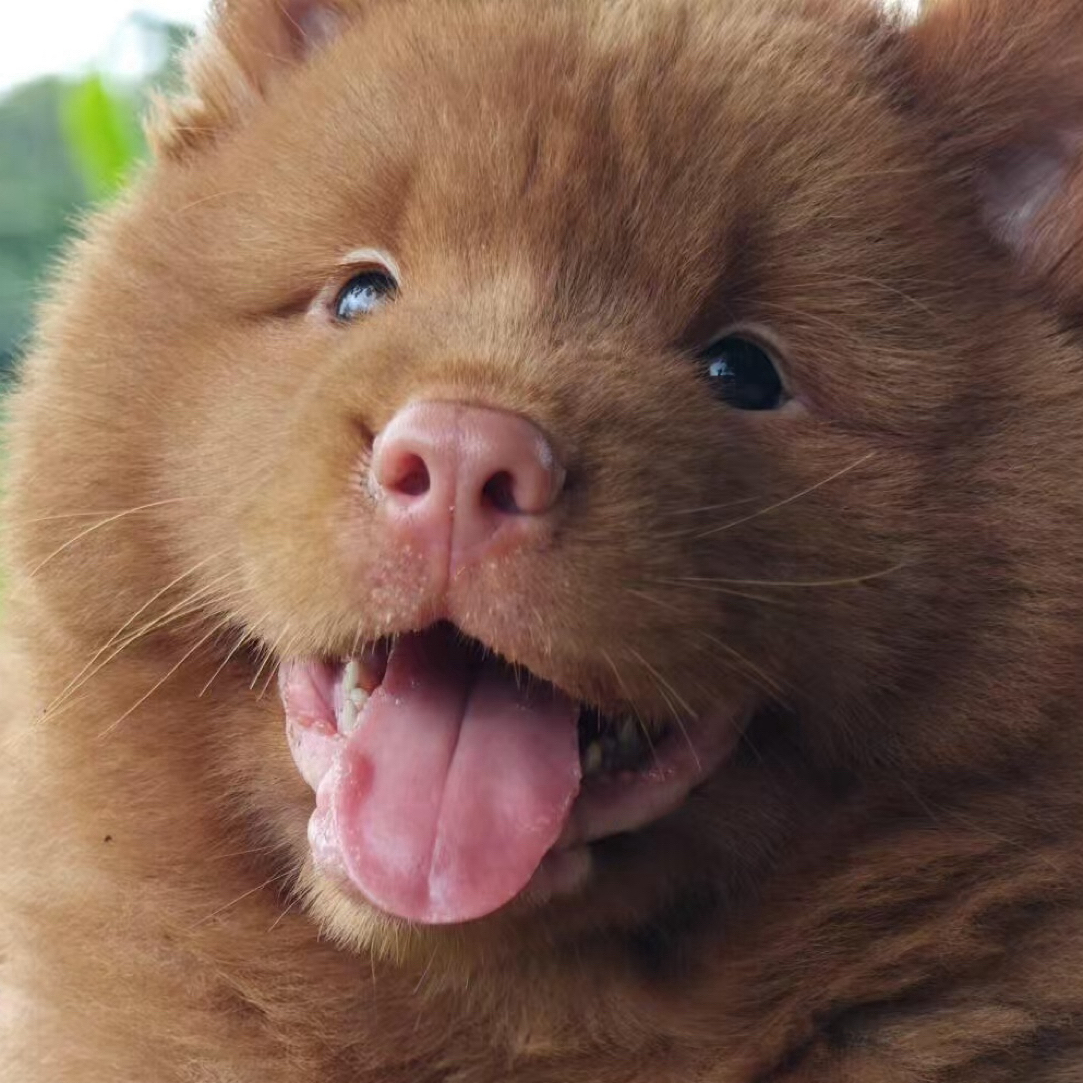 中华田园犬 阿健