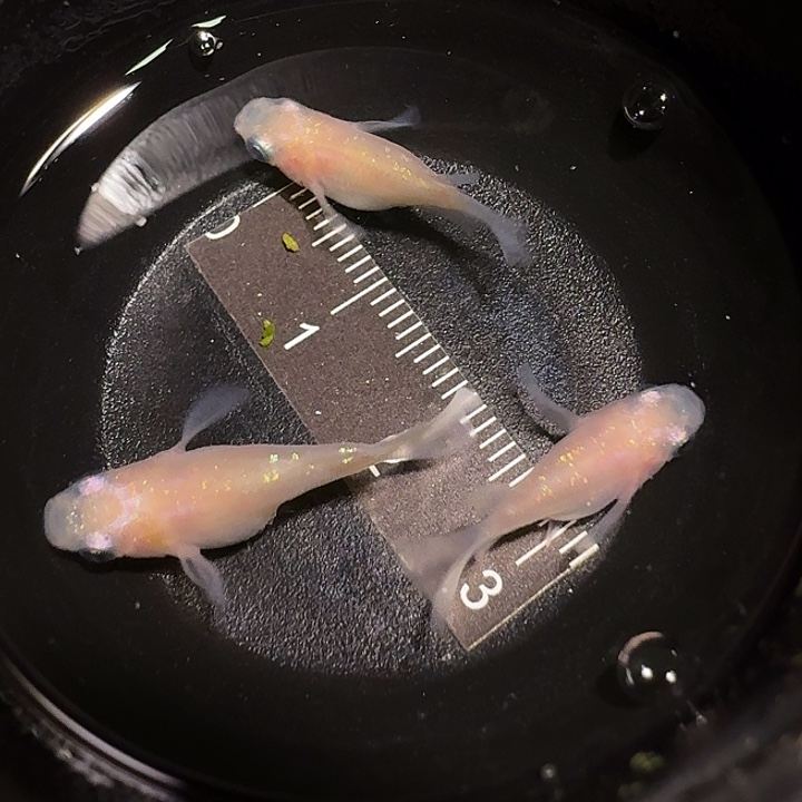 青鳉鱼一物一拍334