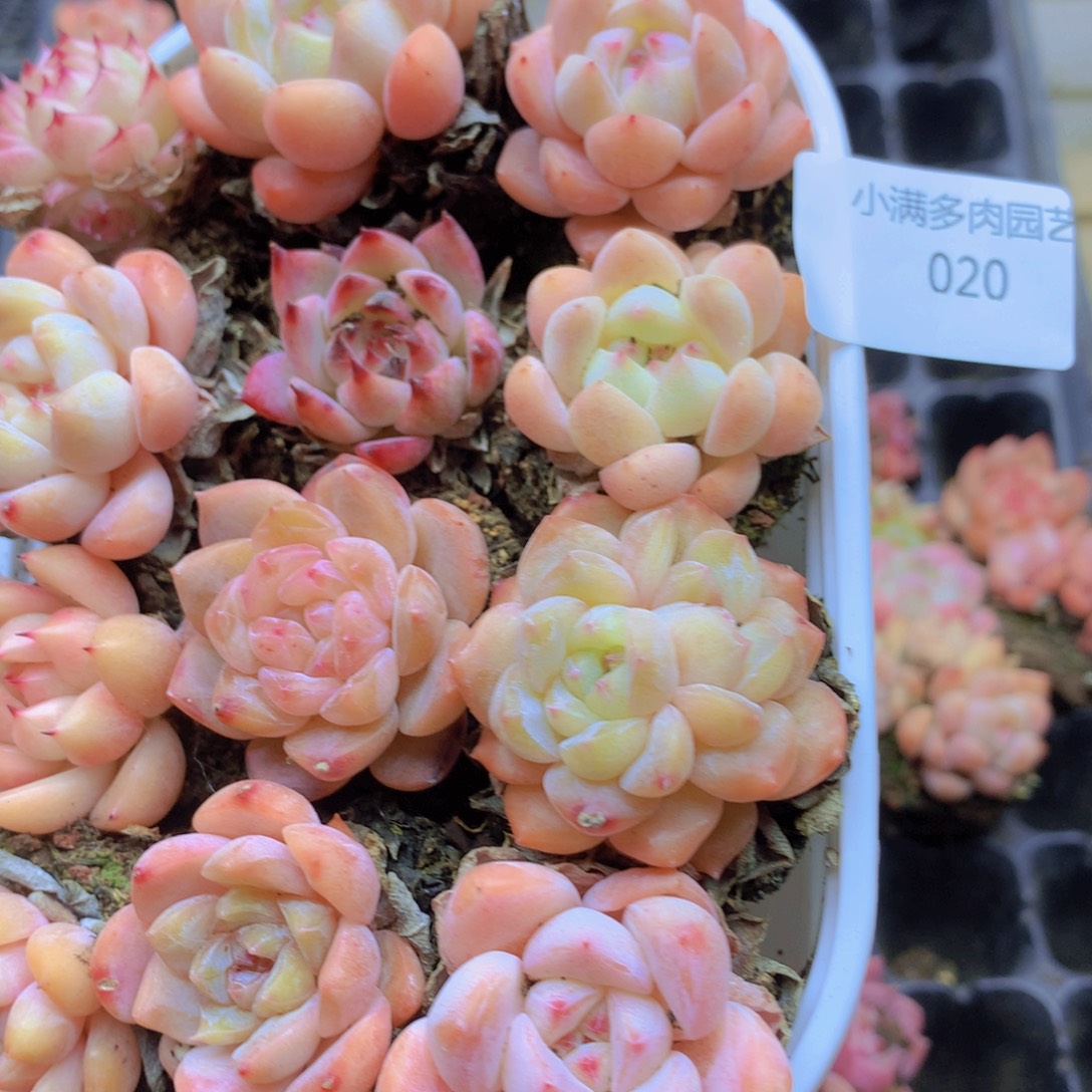 我也想要这样一款020