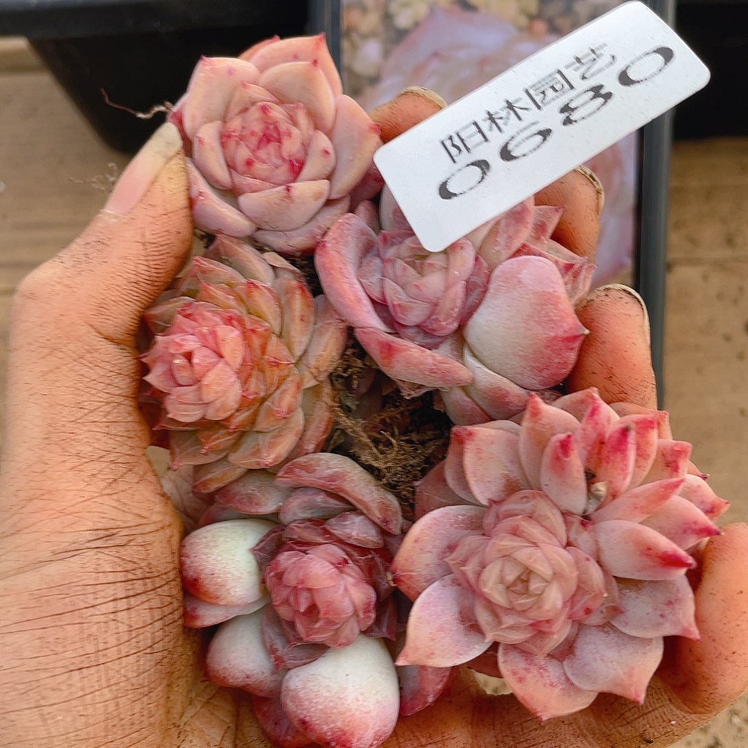 多肉植物多肉植物680