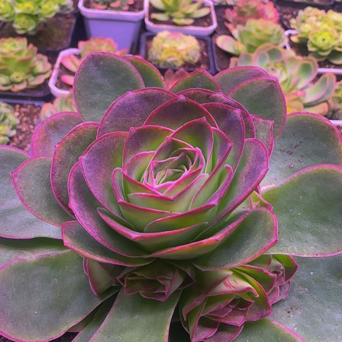 九重紫玫瑰捧花1343434353535353