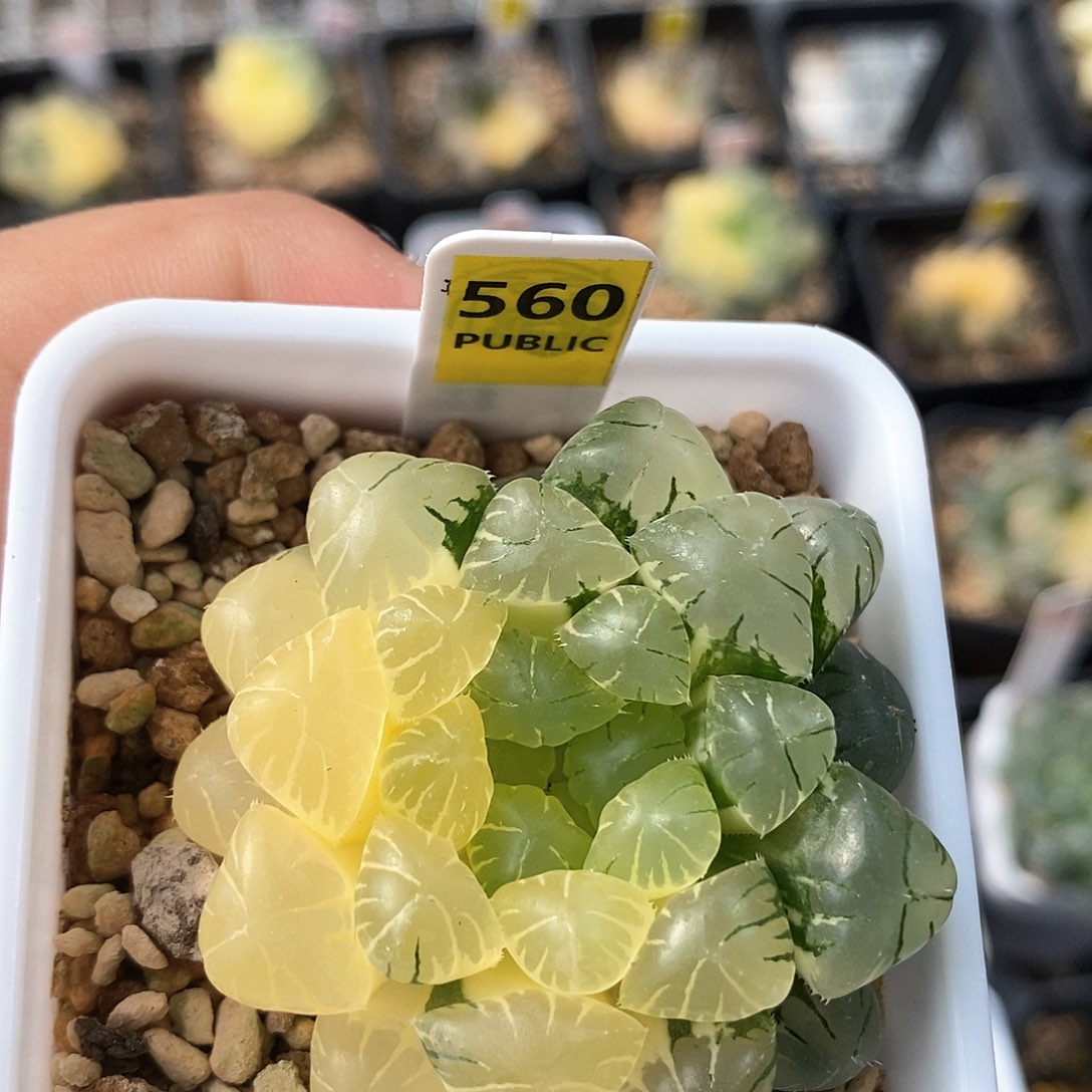 560号实生玉露锦一物一拍