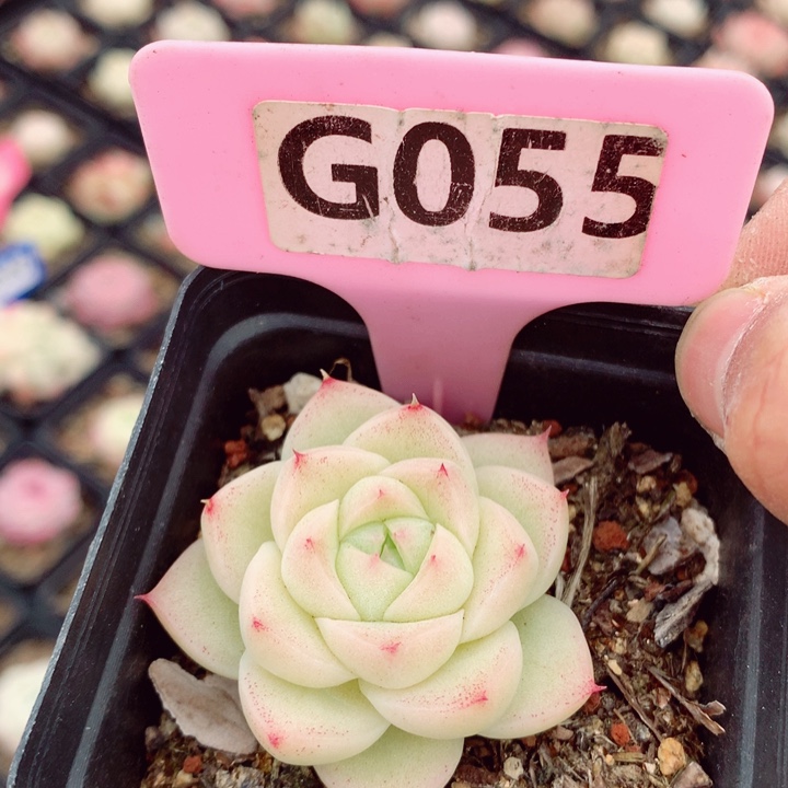 麦秆4.5cm多肉植物