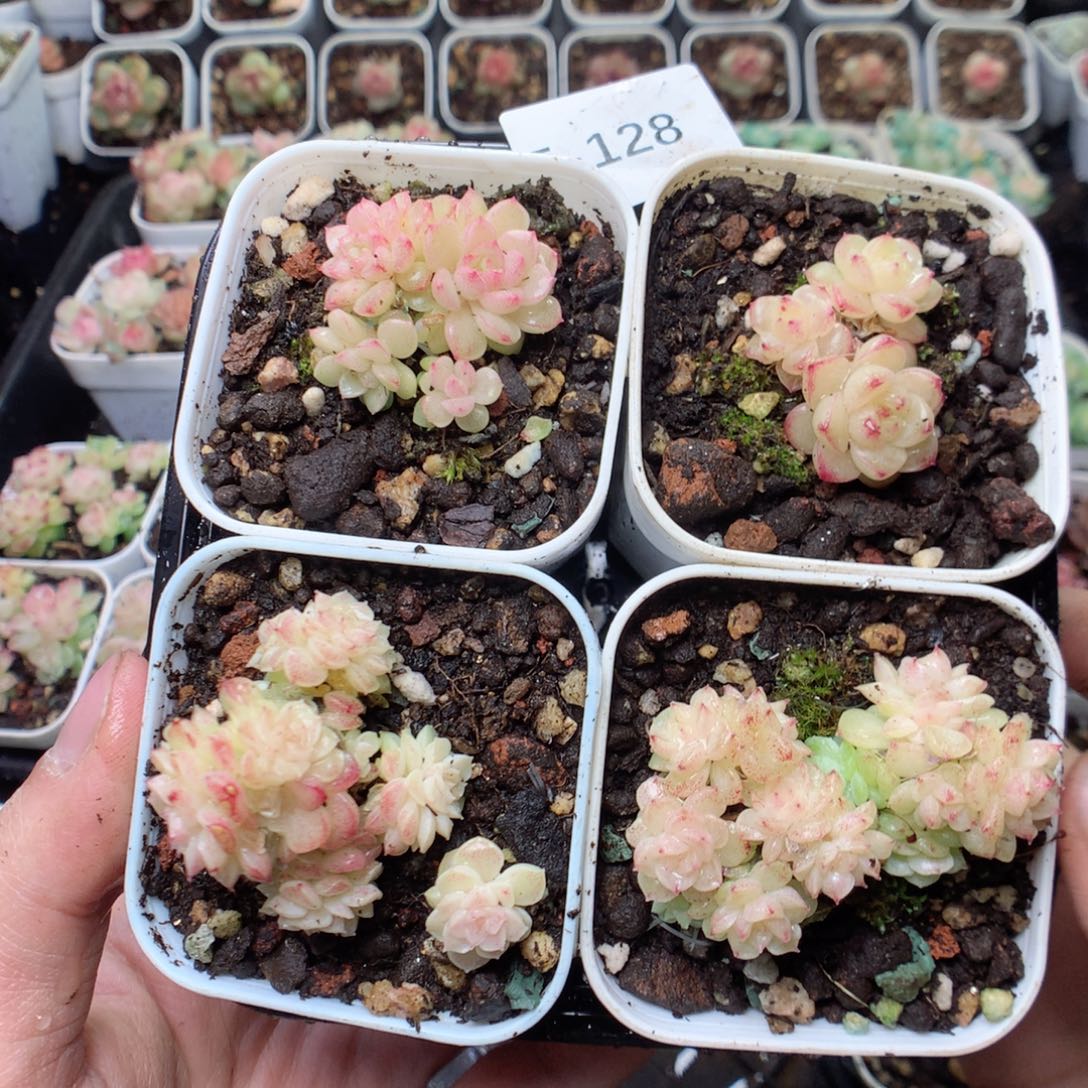 无花朵T128 yyyyyyyyy