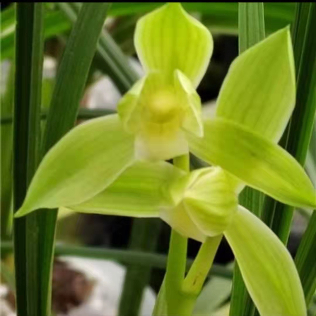 四川传统名草，西蜀道光！