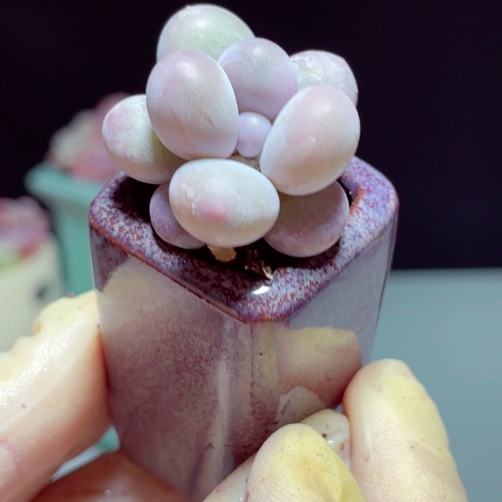 汤圆样品1颗带盆号1