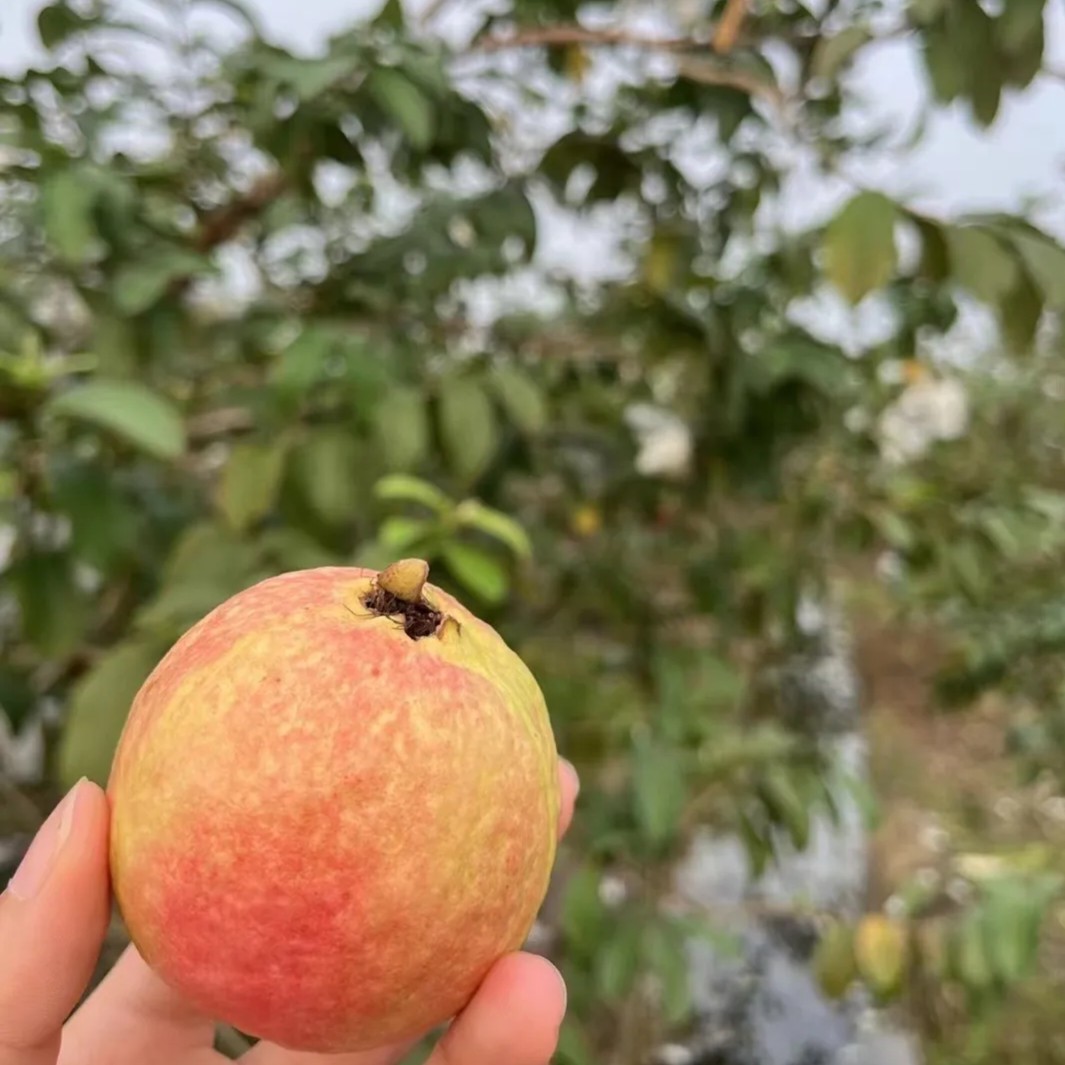 四季胭脂红芭乐，帝王芭乐，西瓜芭乐，奶油芭乐