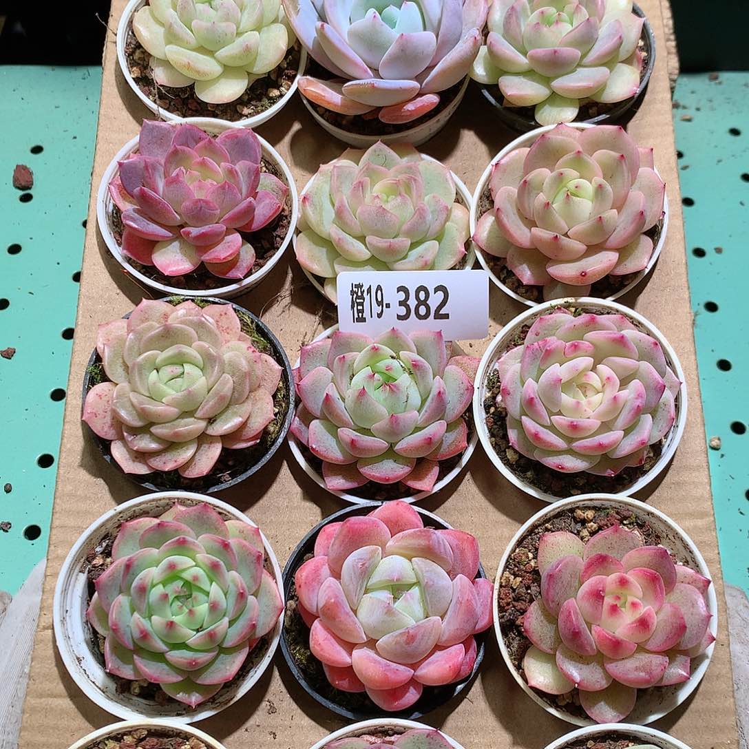 19-382一物一拍带盆18颗