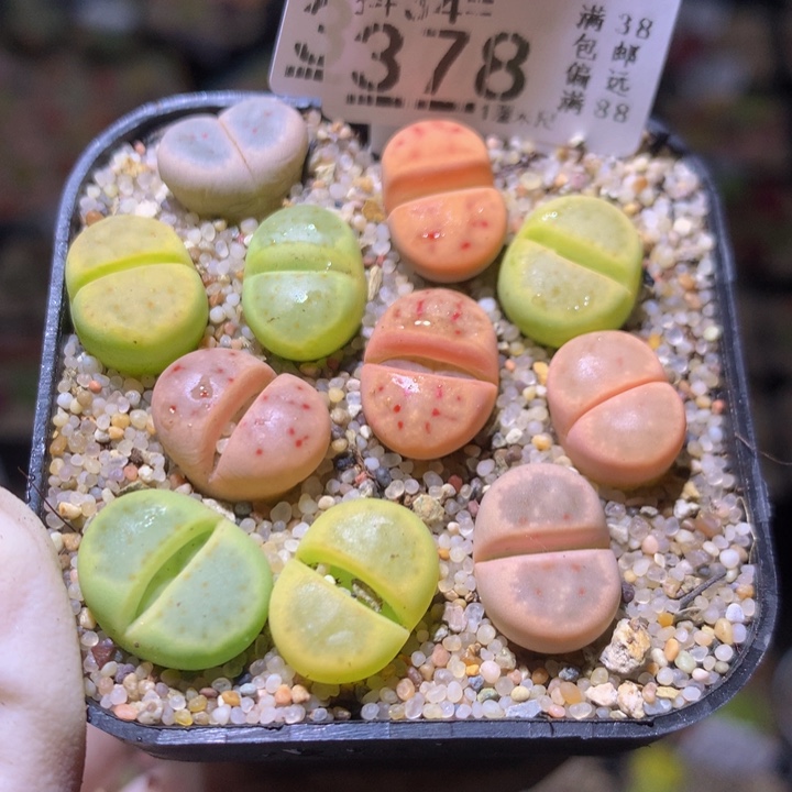 精品生石花34.378