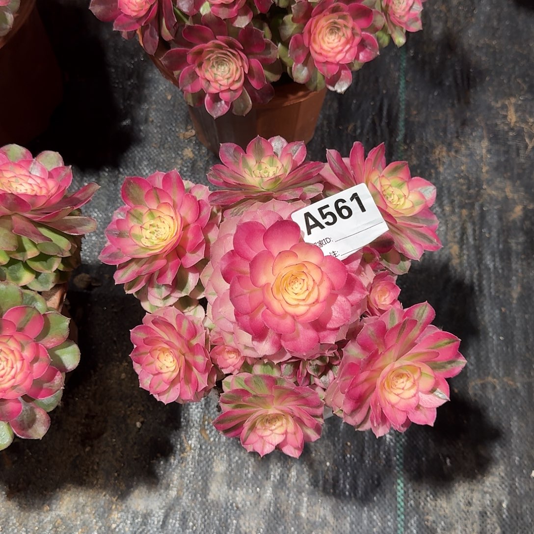 倾城多肉法师a561