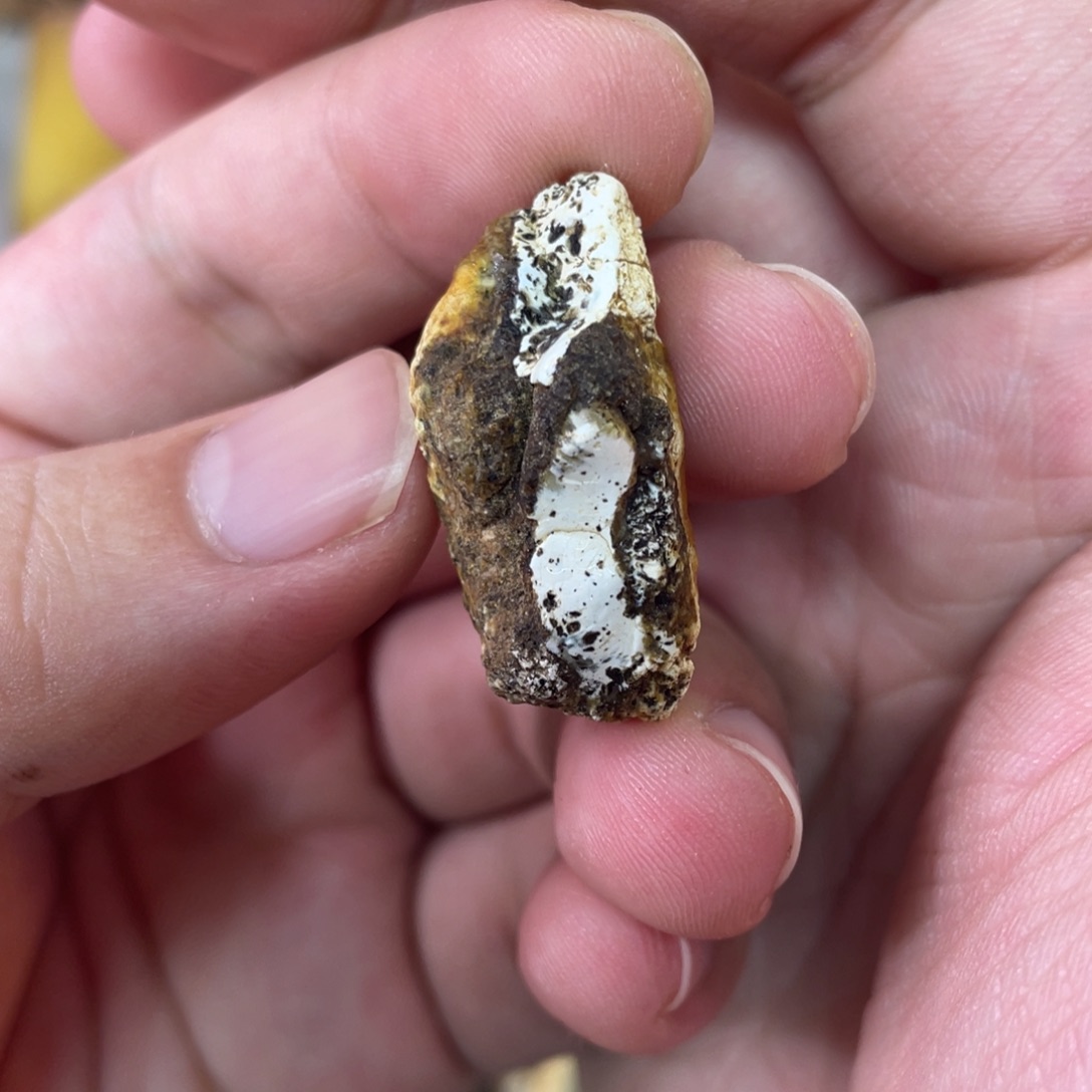 定制琥珀天然琥珀8老型2颗